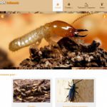 Traitement termites Landes (Mont-de-Marsan) – Garros Traitements